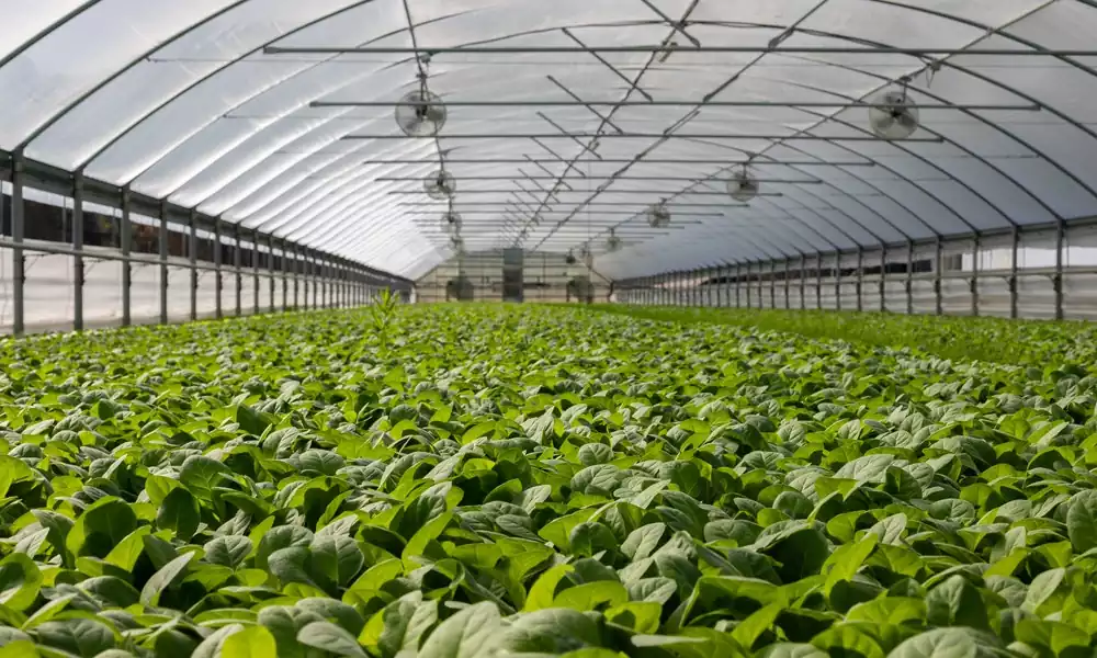 Aquaponics vs Hydroponics